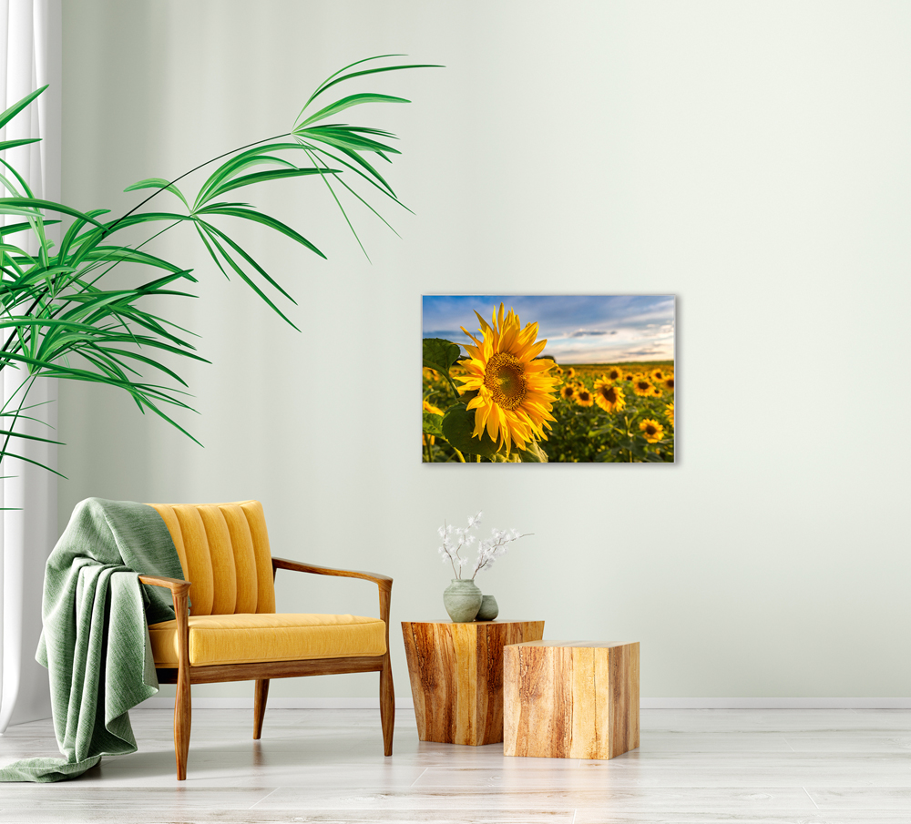 Bild mit Rahmen-Sonnenblumenfeld-image LAND
