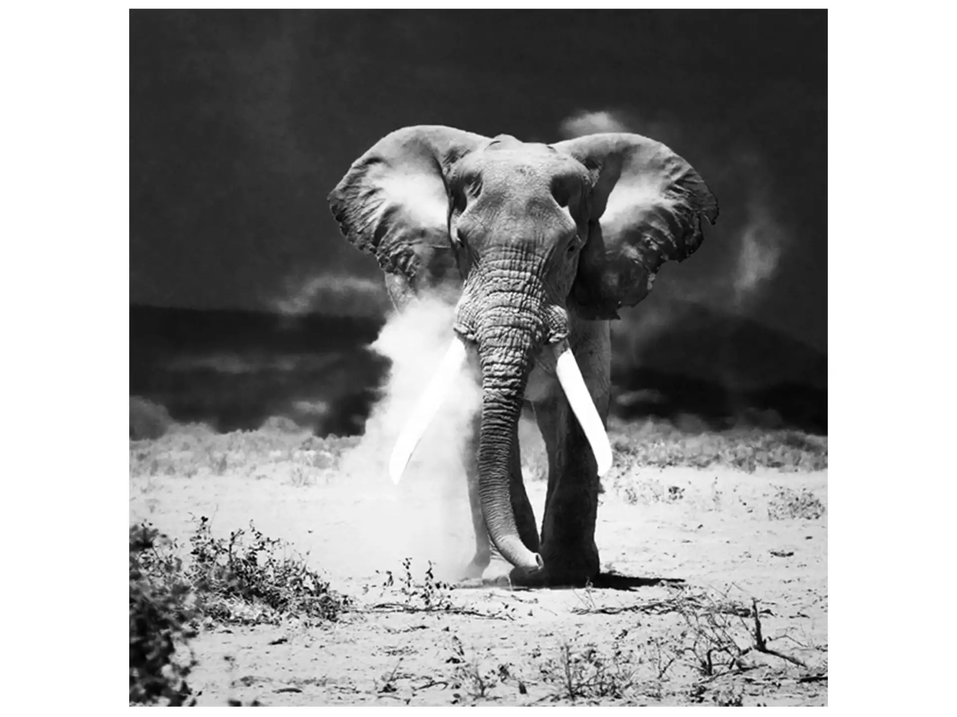 Digitaldruck auf Glas Wüstenelefant in Der Nacht image LAND