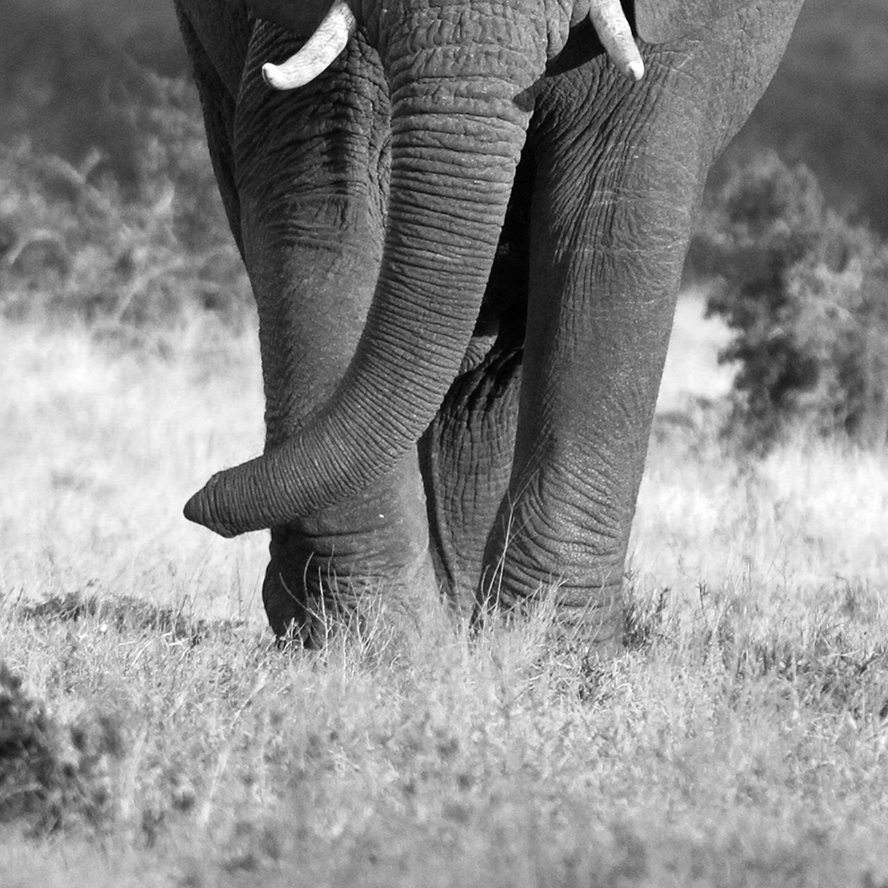 Canvas-Elefant in Der Steppe-image LAND