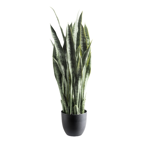 white wizard philodendron Philodendron White Wizard – Coollective Plants