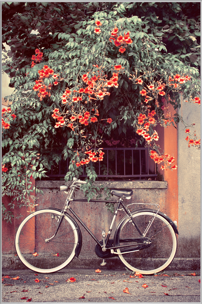 Bild mit Rahmen-Fahrrad Unter Roten Blüten-image LAND