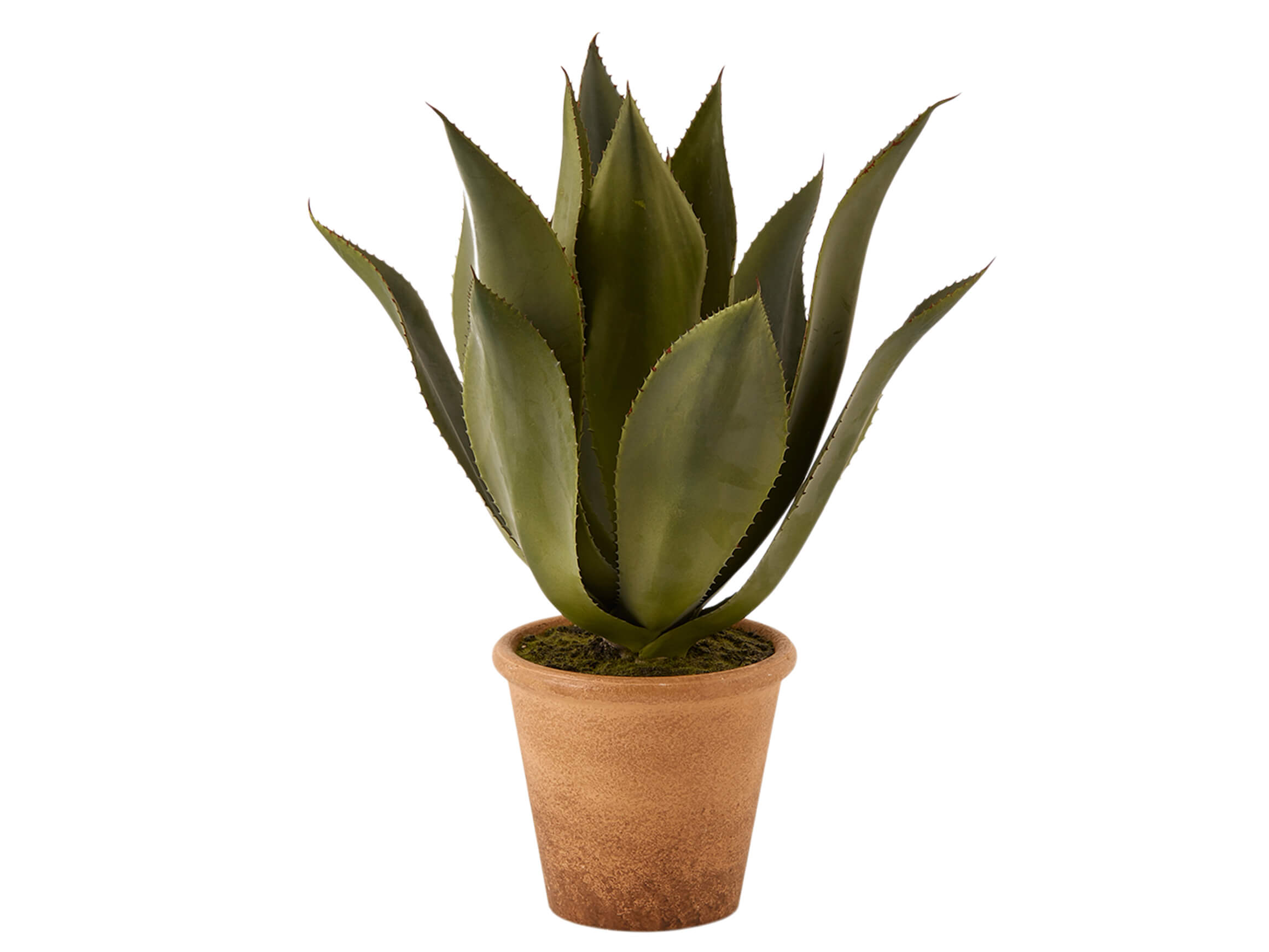 Agave Im Topf Grün h: 51 cm Edg