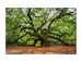Digitaldruck auf Acrylglas Verzweigter Baum image LAND / Grösse: 150 x 100 cm
