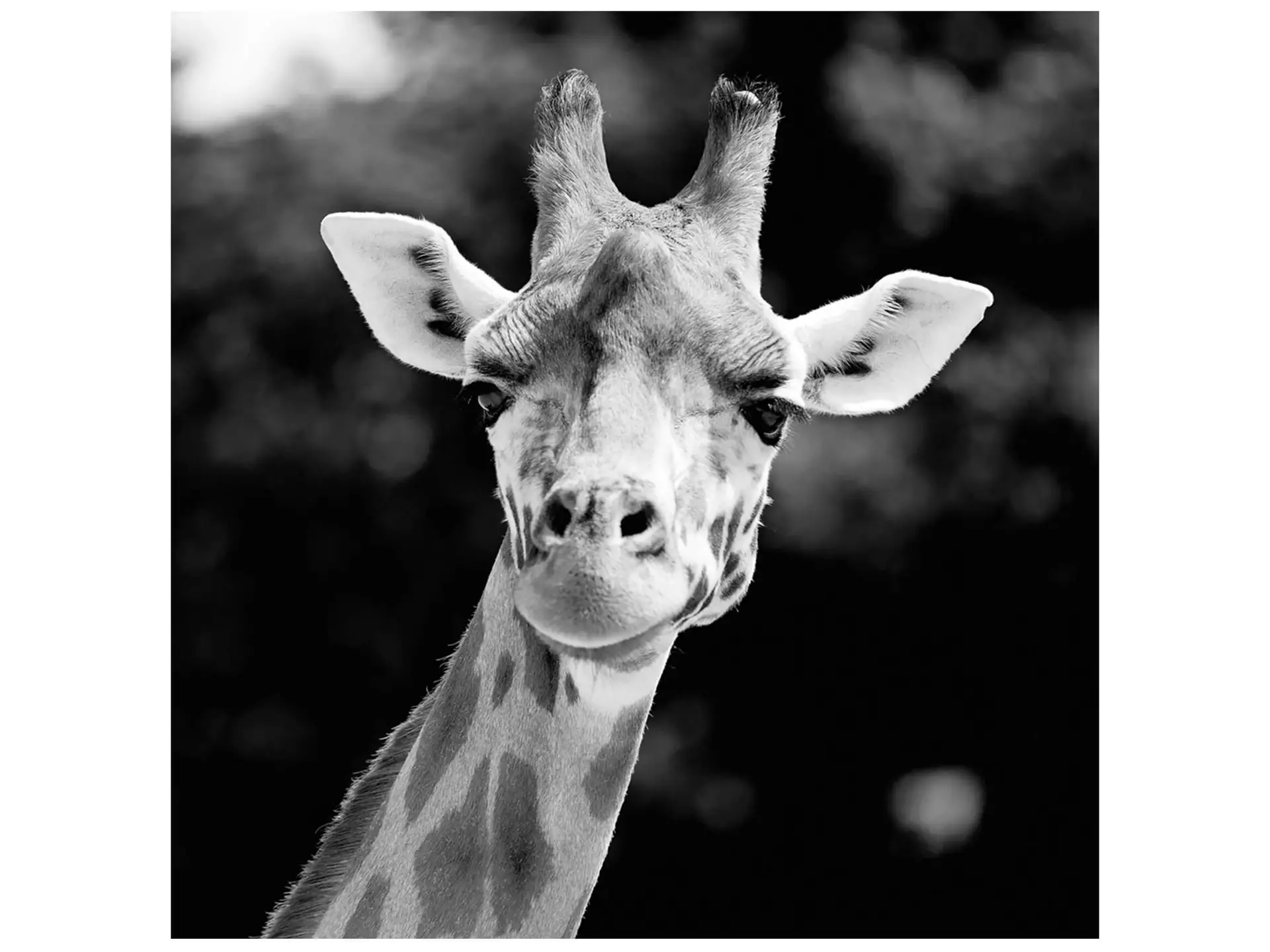 Digitaldruck auf Acrylglas Giraffe image LAND / Grösse: 95 x 95 cm