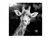 Digitaldruck auf Acrylglas Giraffe image LAND / Grösse: 95 x 95 cm