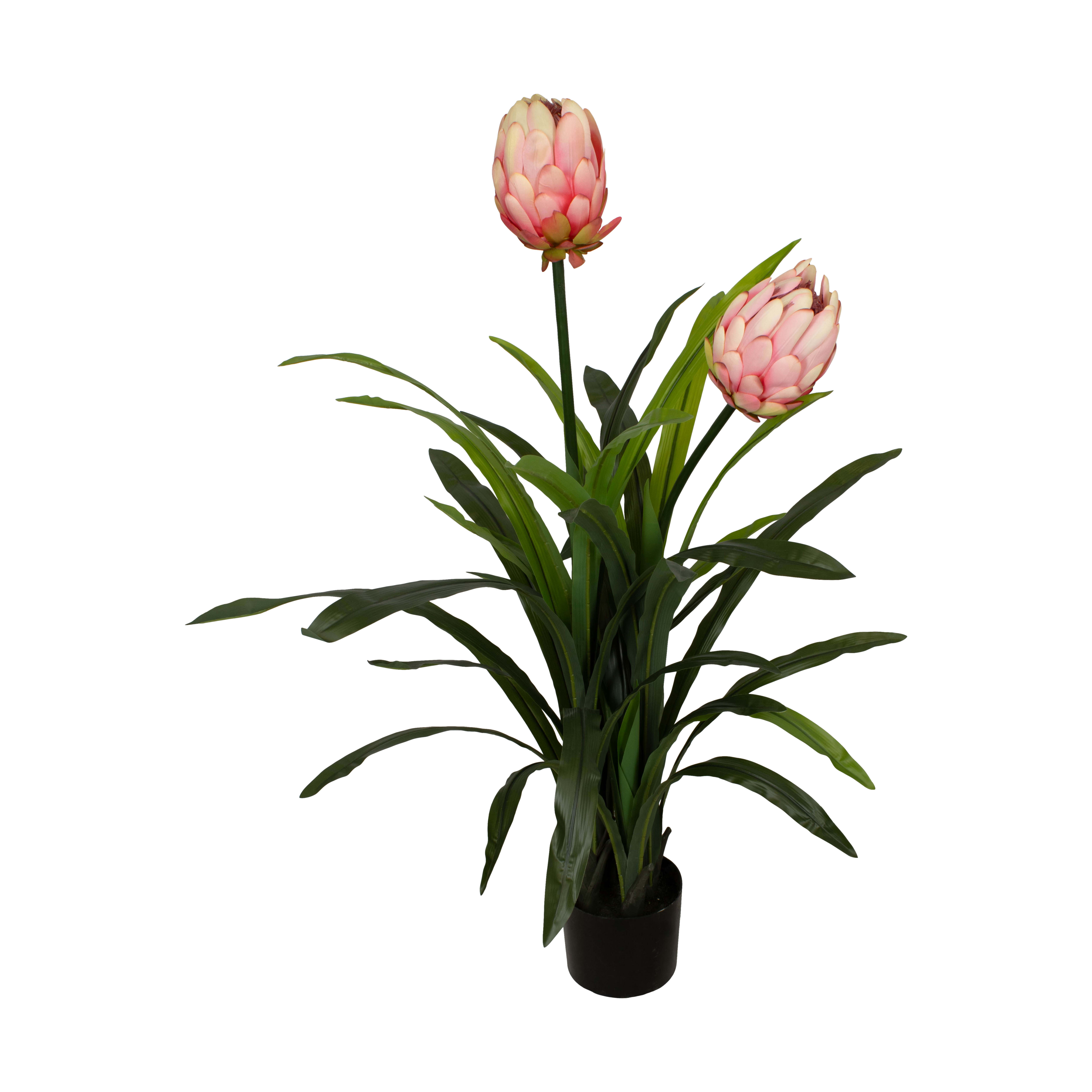 Decofinder Kunstpflanze Protea Pfirsich H: 116 cm Orange | Schubiger Möbel