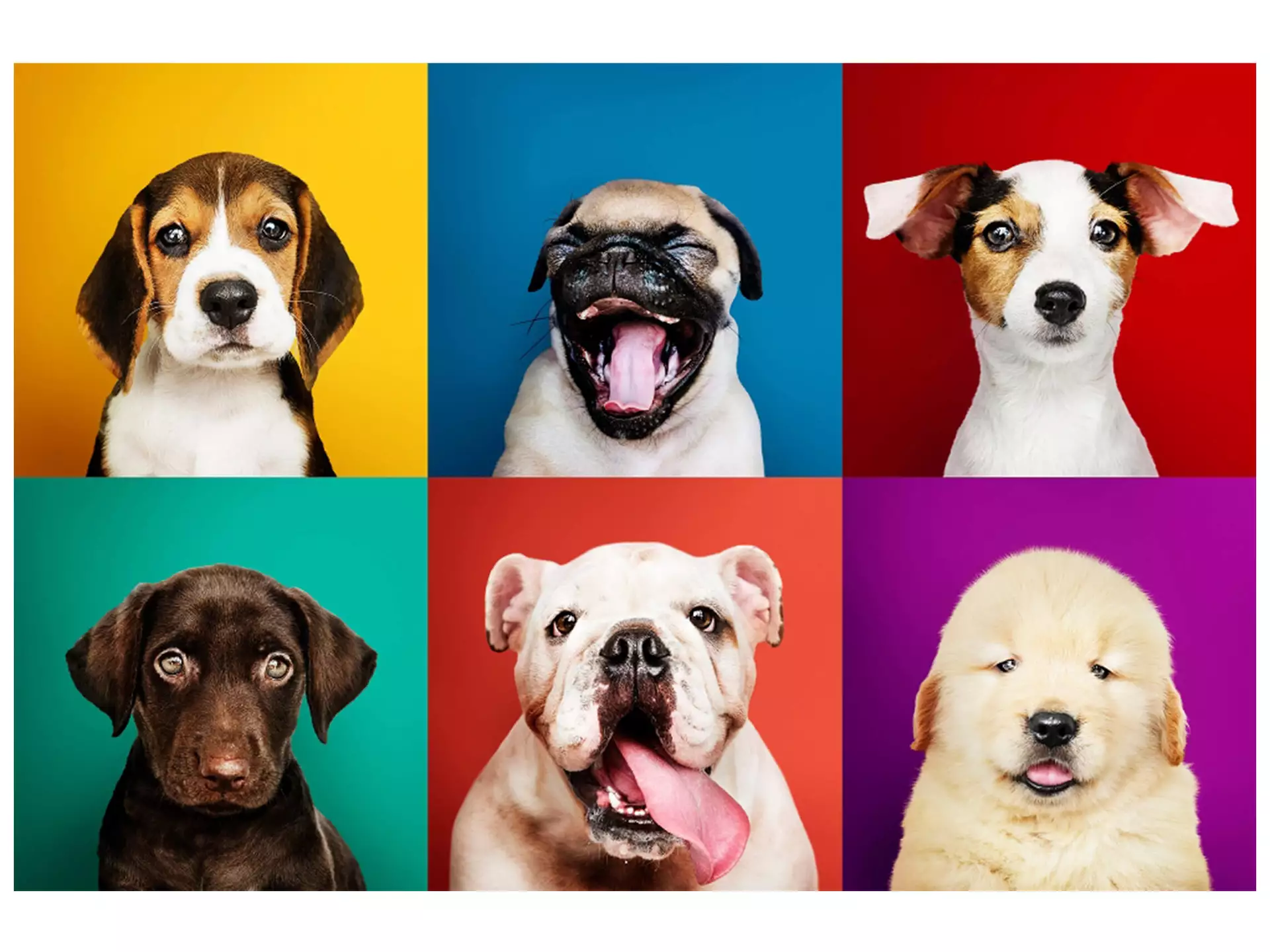 Digitaldruck auf Acrylglas Lustige Hunde image LAND / Grösse: 120 x 80 cm