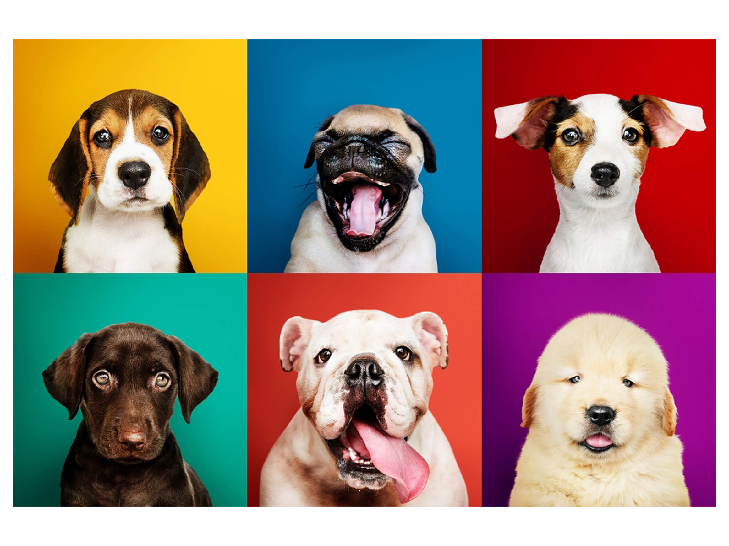 Digitaldruck auf Acrylglas Lustige Hunde image LAND / Grösse: 120 x 80 cm