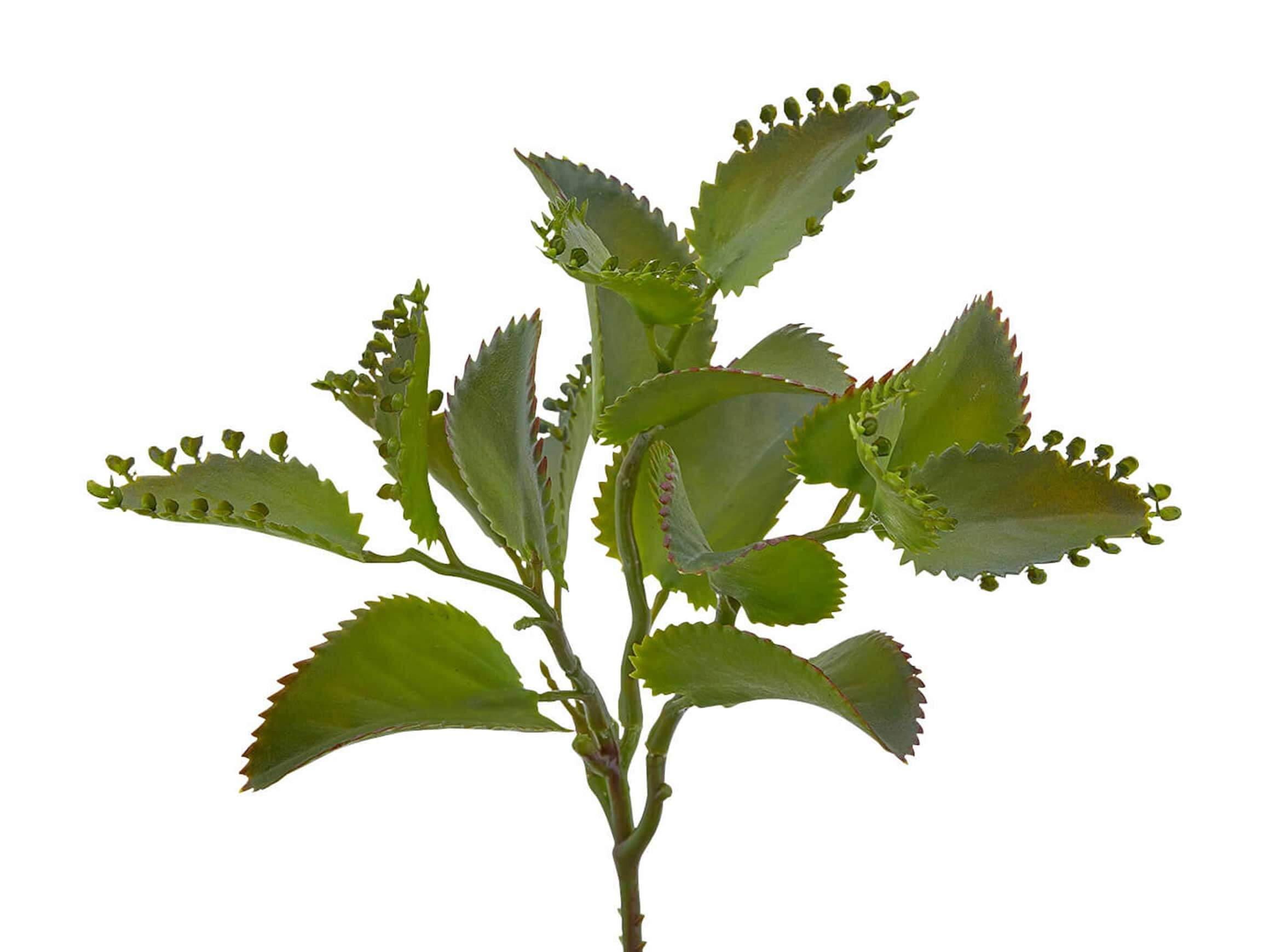 Edg Kunstpflanze Kalanchoe Hellgrün H: 25 cm  | Schubiger Möbel