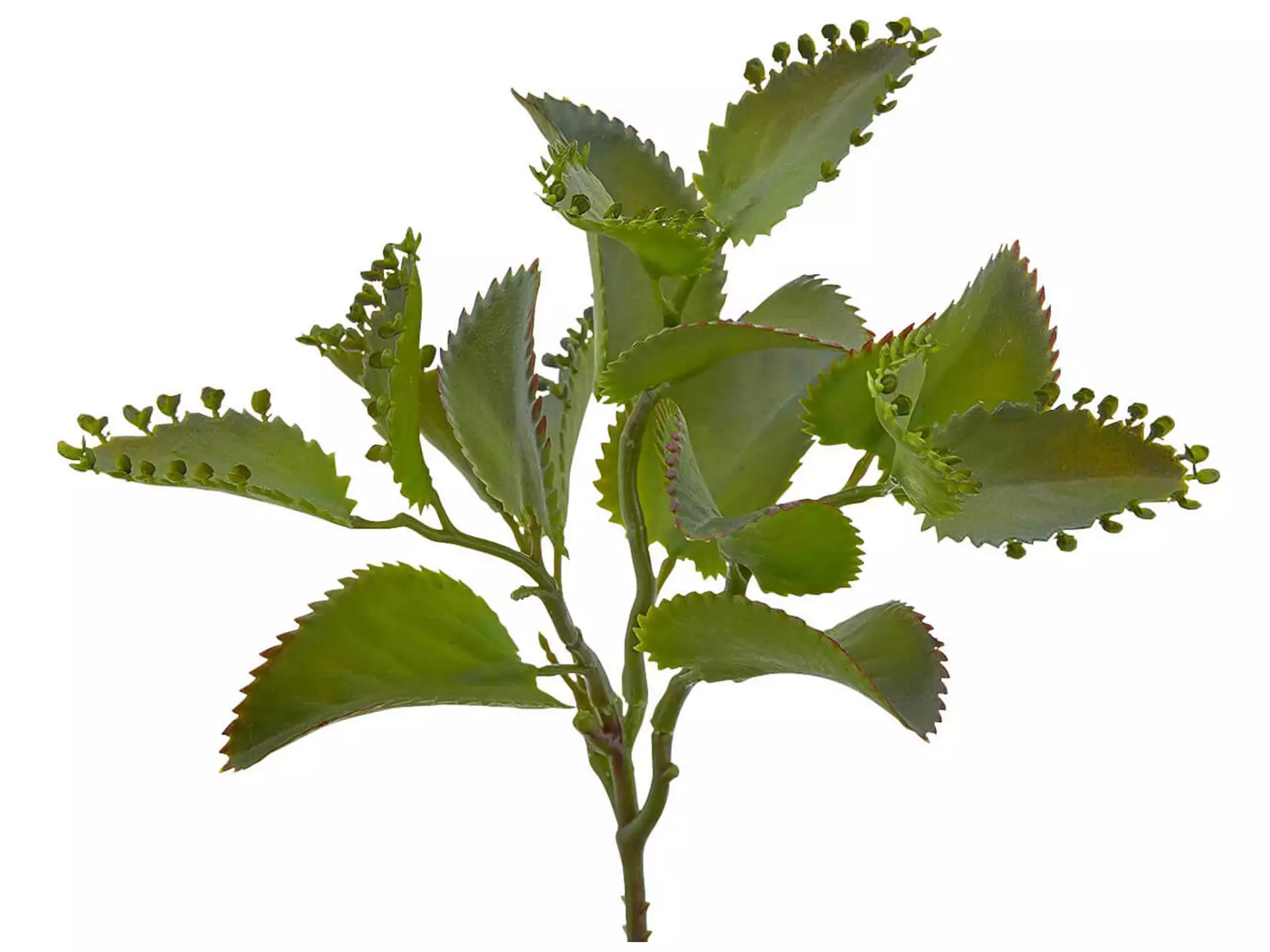 Kunstpflanze Kalanchoe Hellgrün h: 25 cm