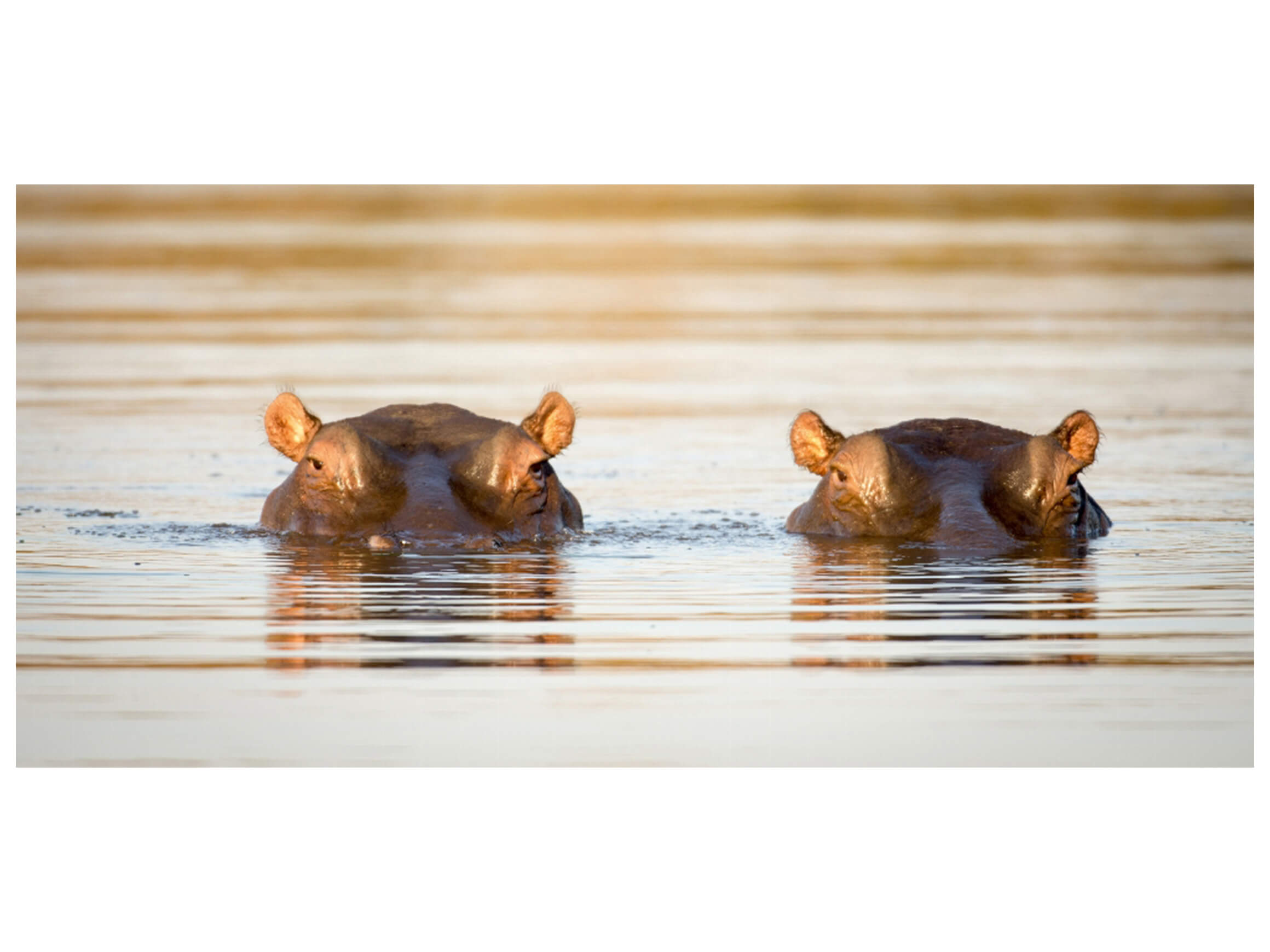 image LAND Digitaldruck auf Acrylglas 2 Nilpferde  | Schubiger Möbel