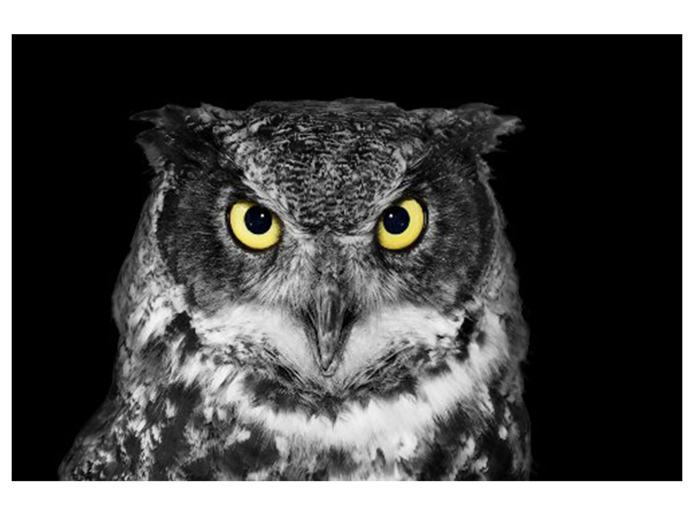 Digitaldruck auf Acrylglas Eule image LAND / Grösse: 150 x 100 cm