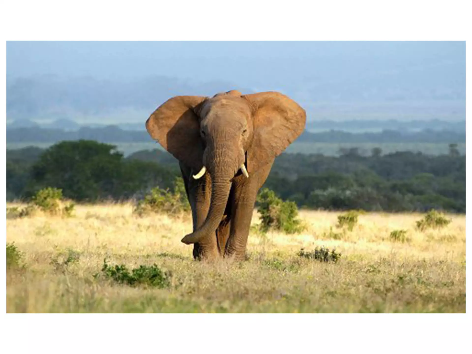 Digitaldruck auf Acrylglas Einsamer Elefant image LAND / Grösse: 150 x 100 cm