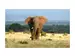 Digitaldruck auf Acrylglas Einsamer Elefant image LAND / Grösse: 150 x 100 cm