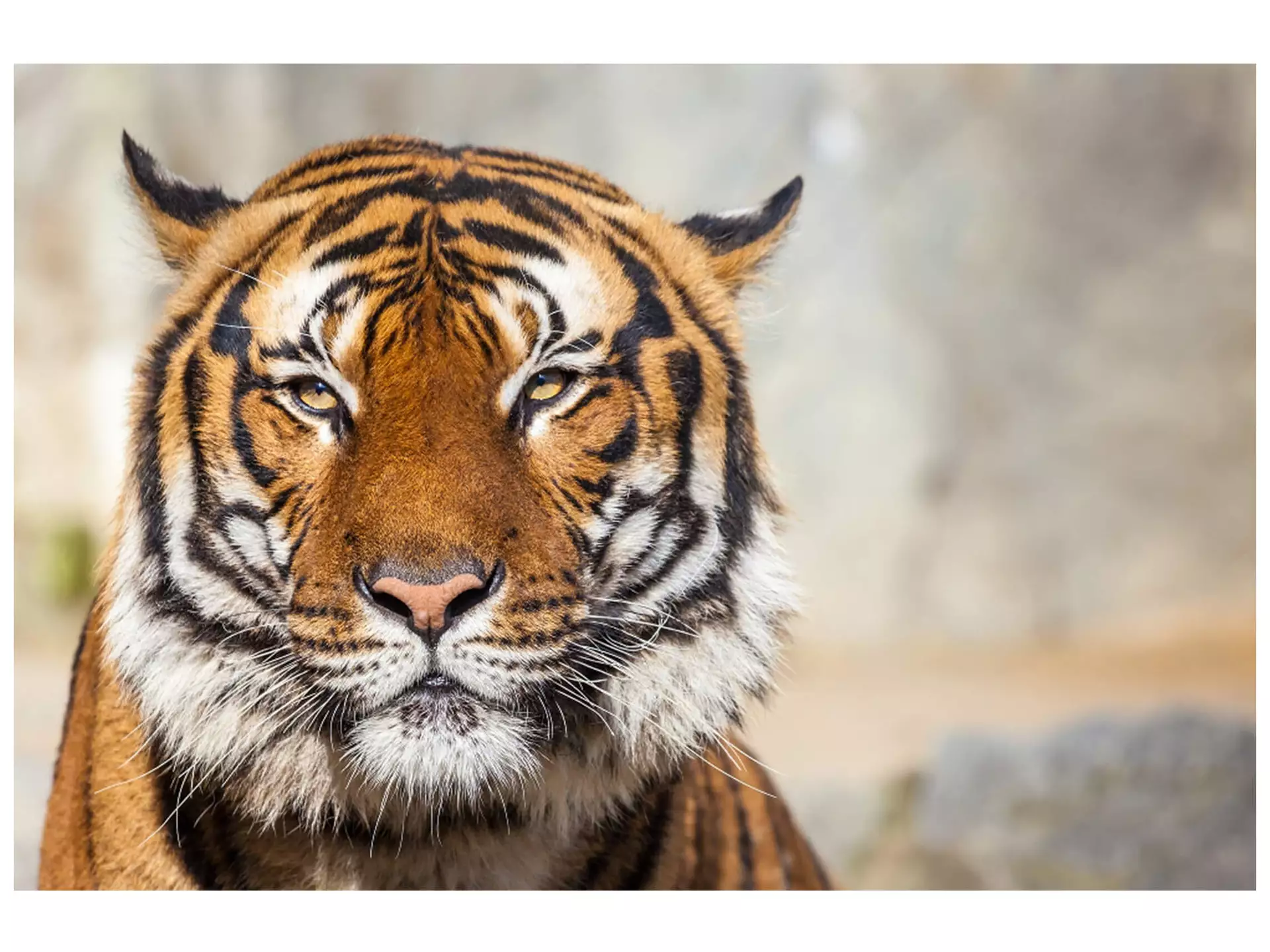 Digitaldruck auf Acrylglas Tiger image LAND / Grösse: 150 x 100 cm