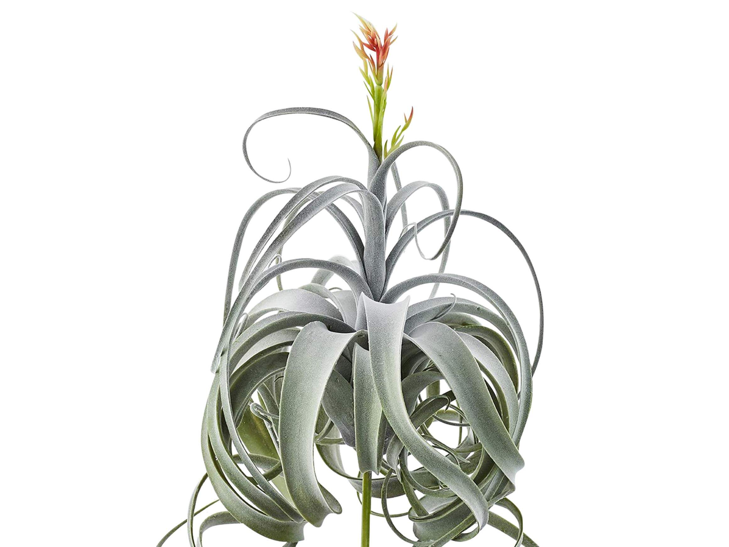 Tillandsia Grün h: 60 cm Edg