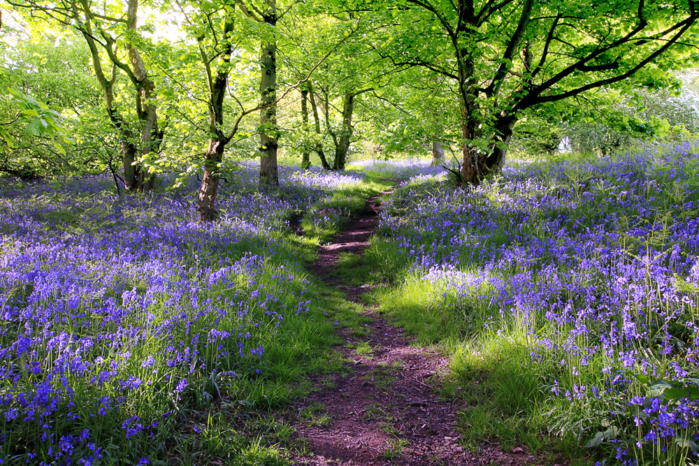 Alubild-Wald mit Lavendel 1-image LAND