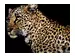 Digitaldruck auf Glas Leopard Auf Ast image LAND
