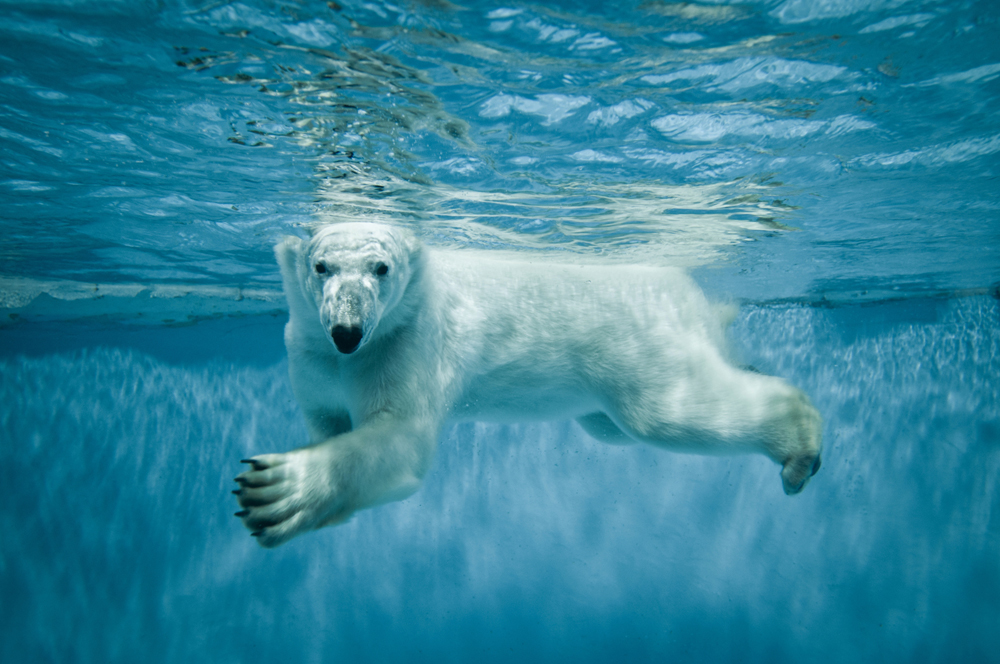 Alubild-Eisbär-image LAND