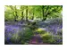 Digitaldruck auf Glas Wald mit Lavendel 1 image LAND