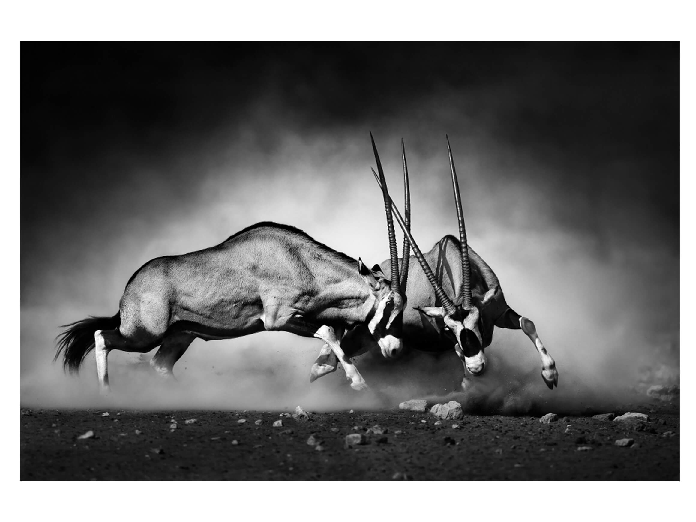 Digitaldruck auf Acrylglas 2 Kämpfende Oryx image LAND