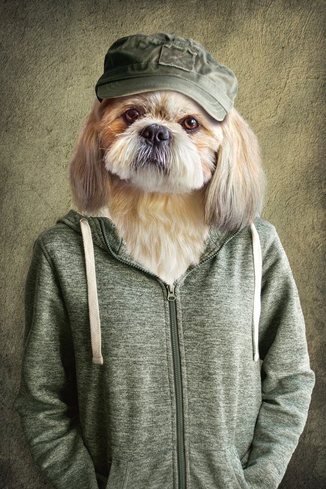 Alubild-Witziger Hund mit Jacke-image LAND