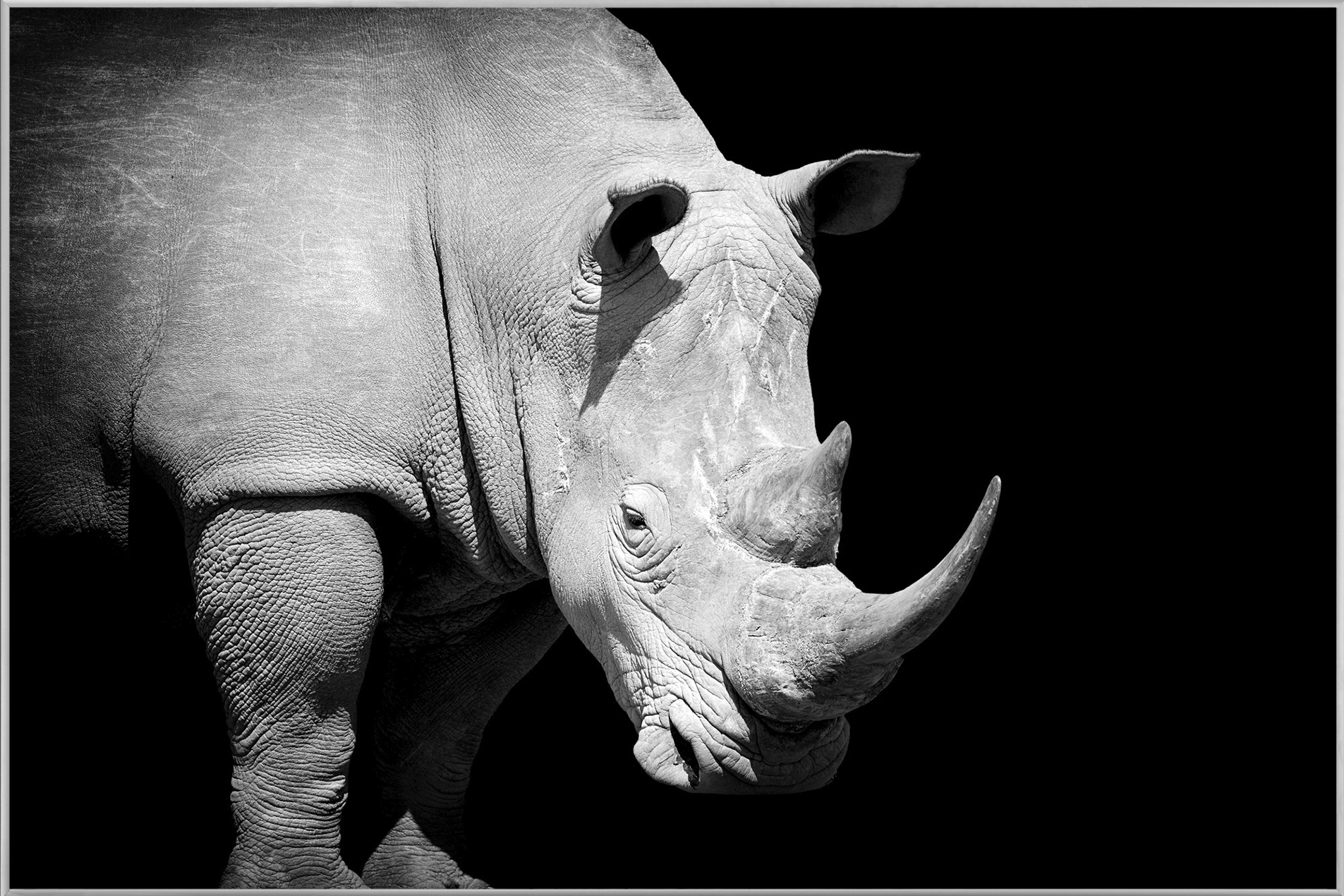 Bild mit Rahmen-Nashorn-image LAND