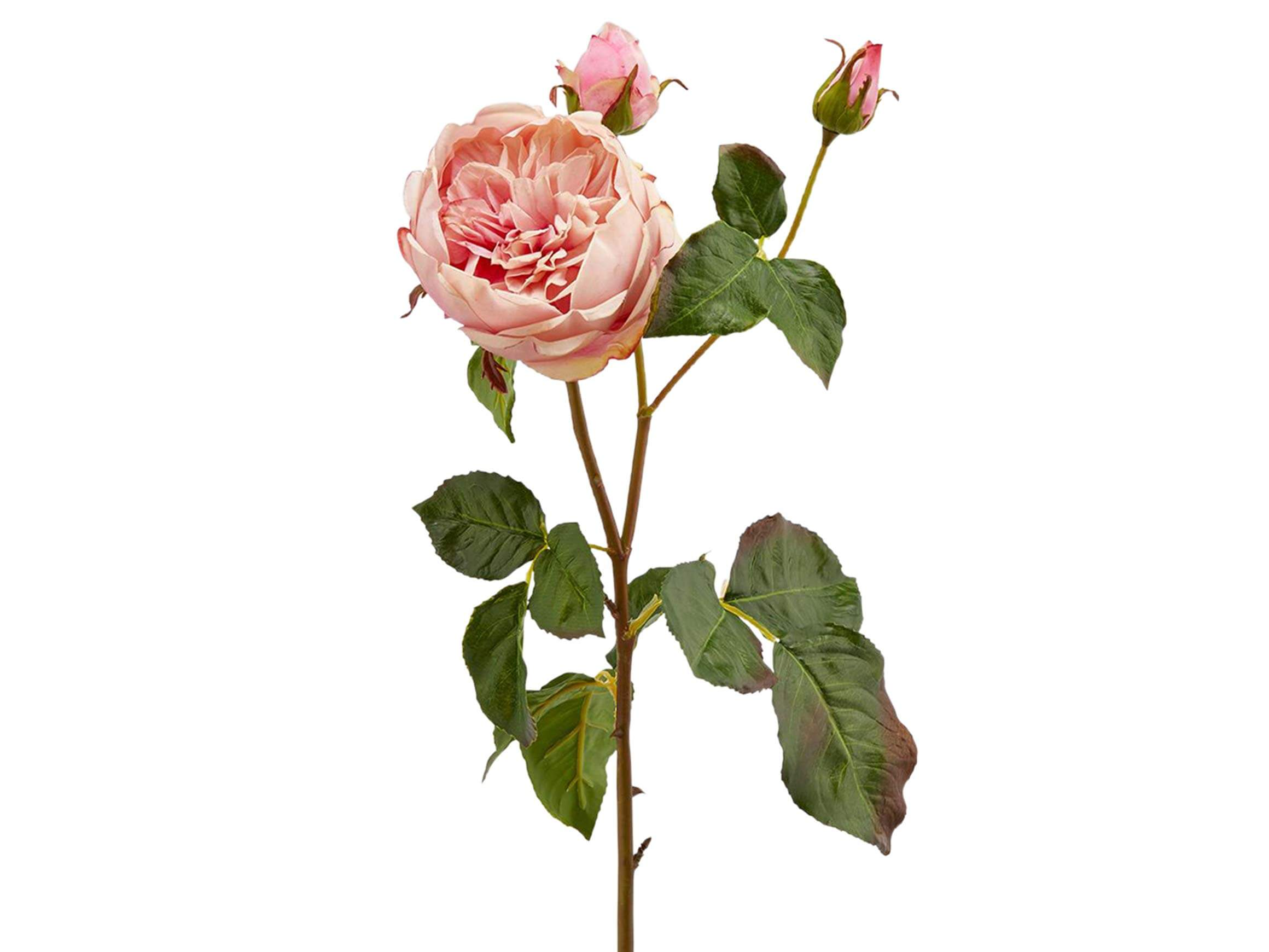 Edg Kunstblume Englische Rose Rose H: 57 cm Rosa | Schubiger Möbel