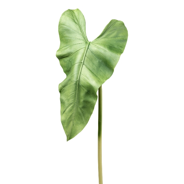 Feuille d'Anthurium H : 93 cm