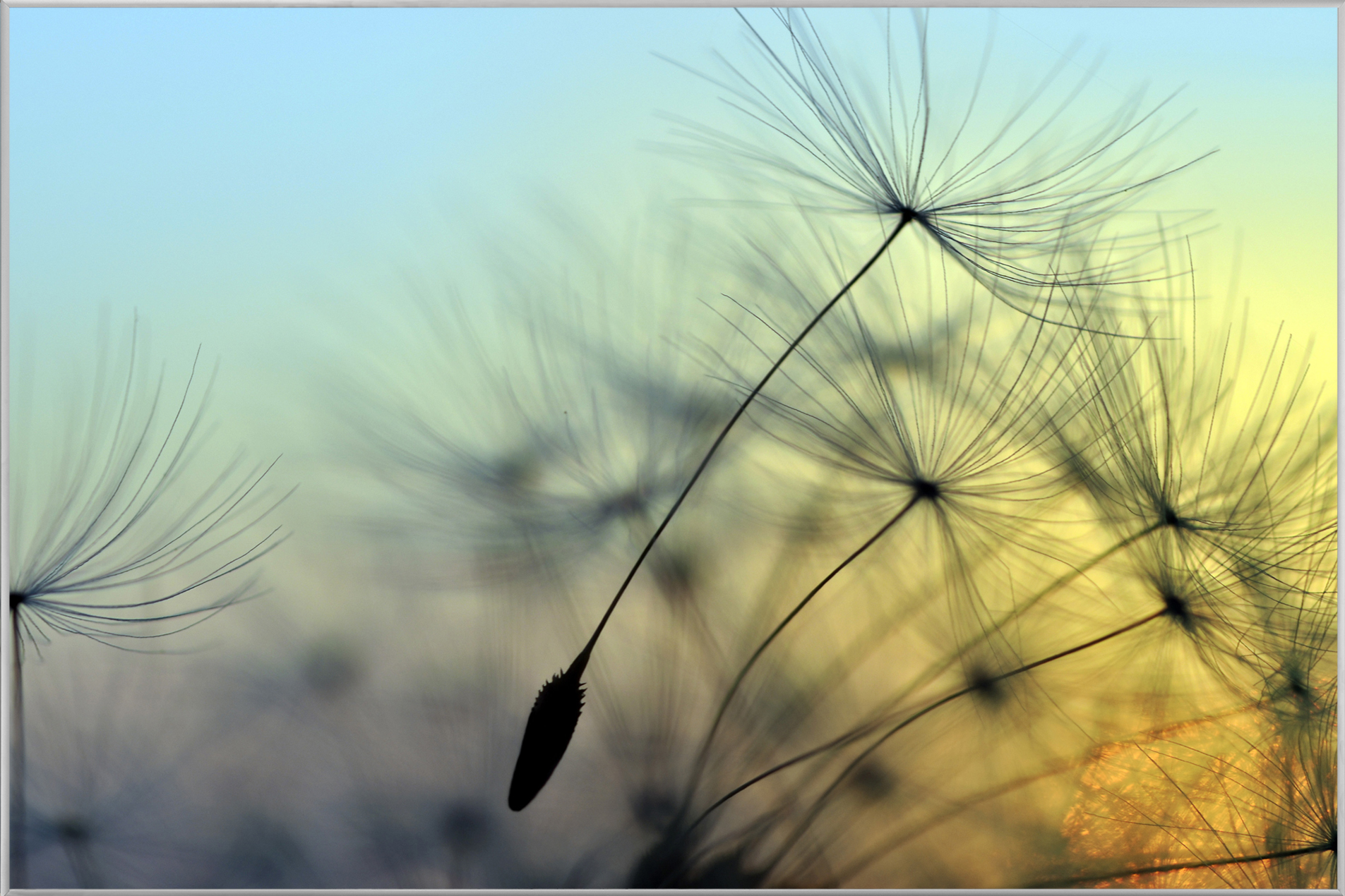 image LAND Bild mit Rahmen Pusteblume 1  | Schubiger Möbel