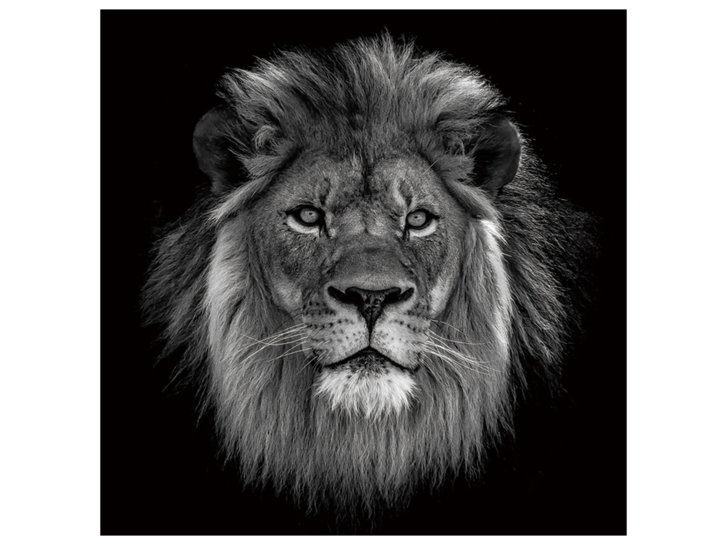 Digitaldruck auf Glas König Der Löwen in S/w image LAND