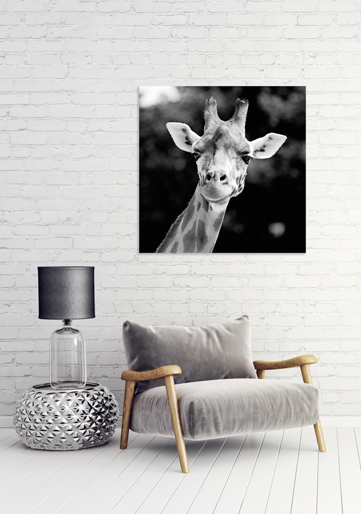 Alubild Giraffe image LAND