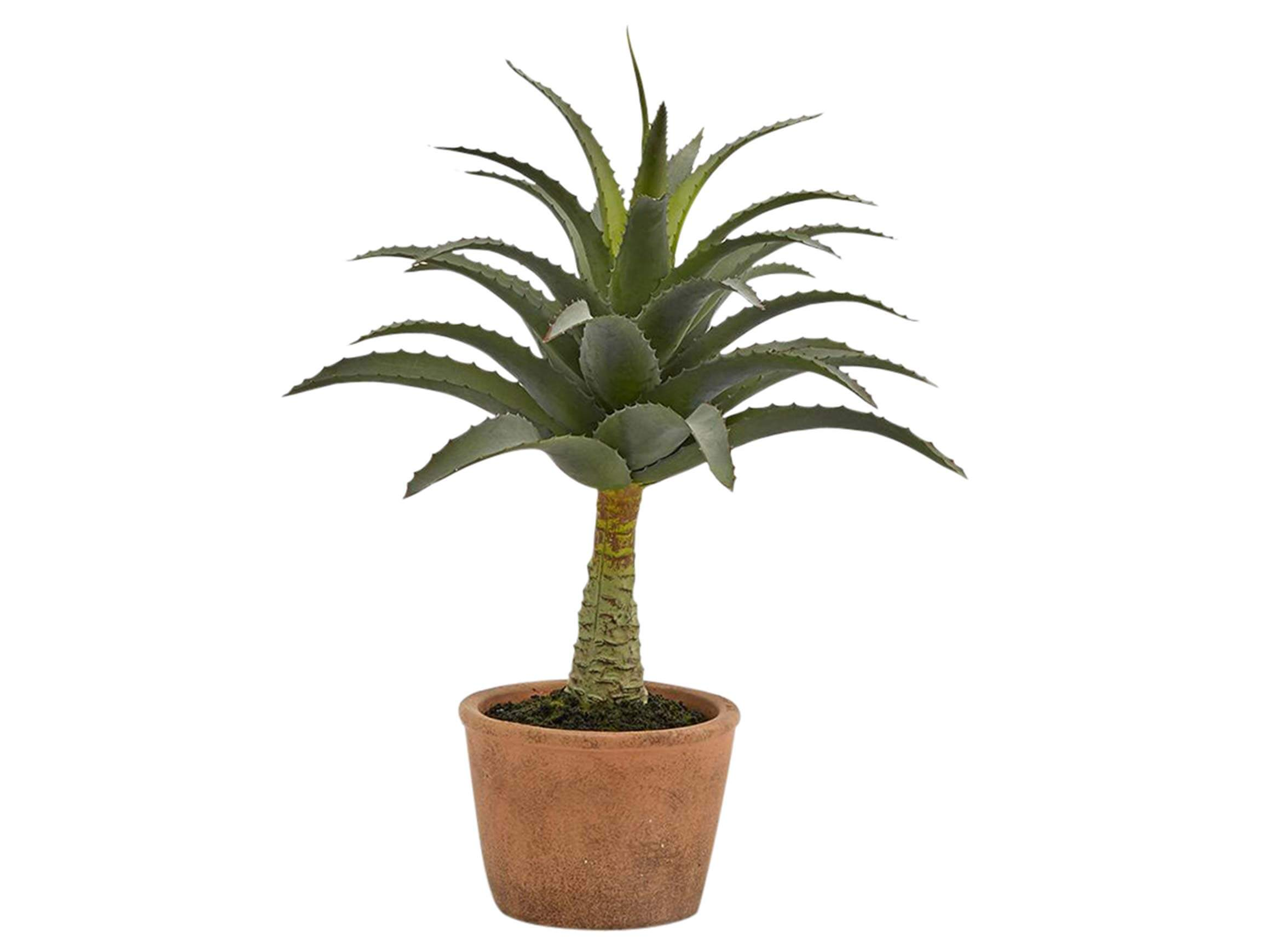 en pot h : 44 cm