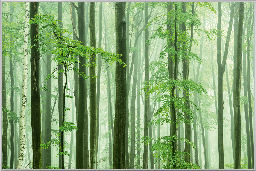 Bild mit Rahmen-Waldstimmung-image LAND