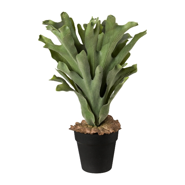 Gasper Geweihfarn im Topf Grün-Grau  | Schubiger Möbel