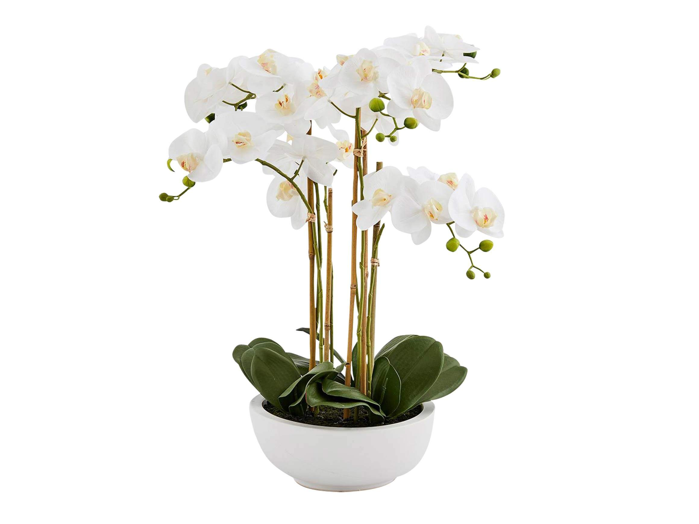 Edg Kunstpflanze Orchidee Weiss H: 65 cm  | Schubiger Möbel