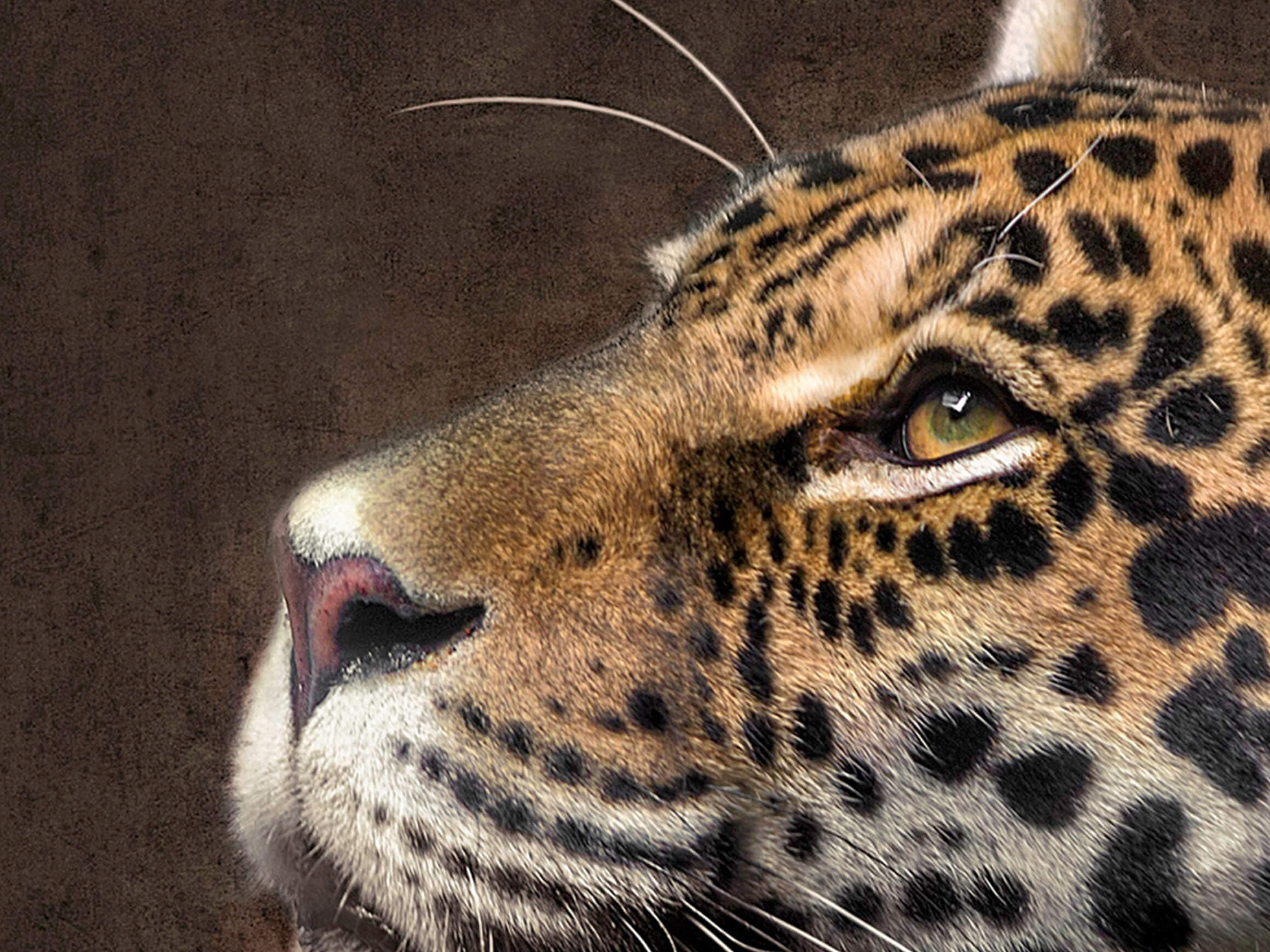 Digitaldruck auf Glas Leopard image LAND