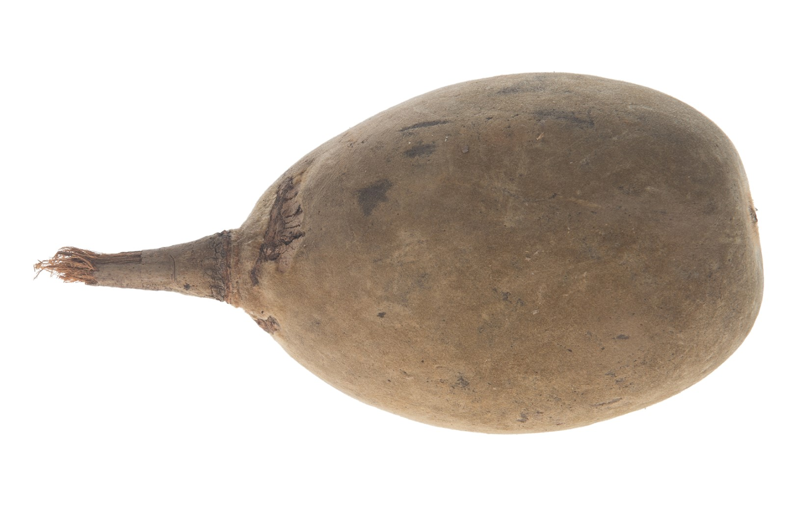 Kunstblumen Baobab Gross 1 Decofinder / Farbe: Grün