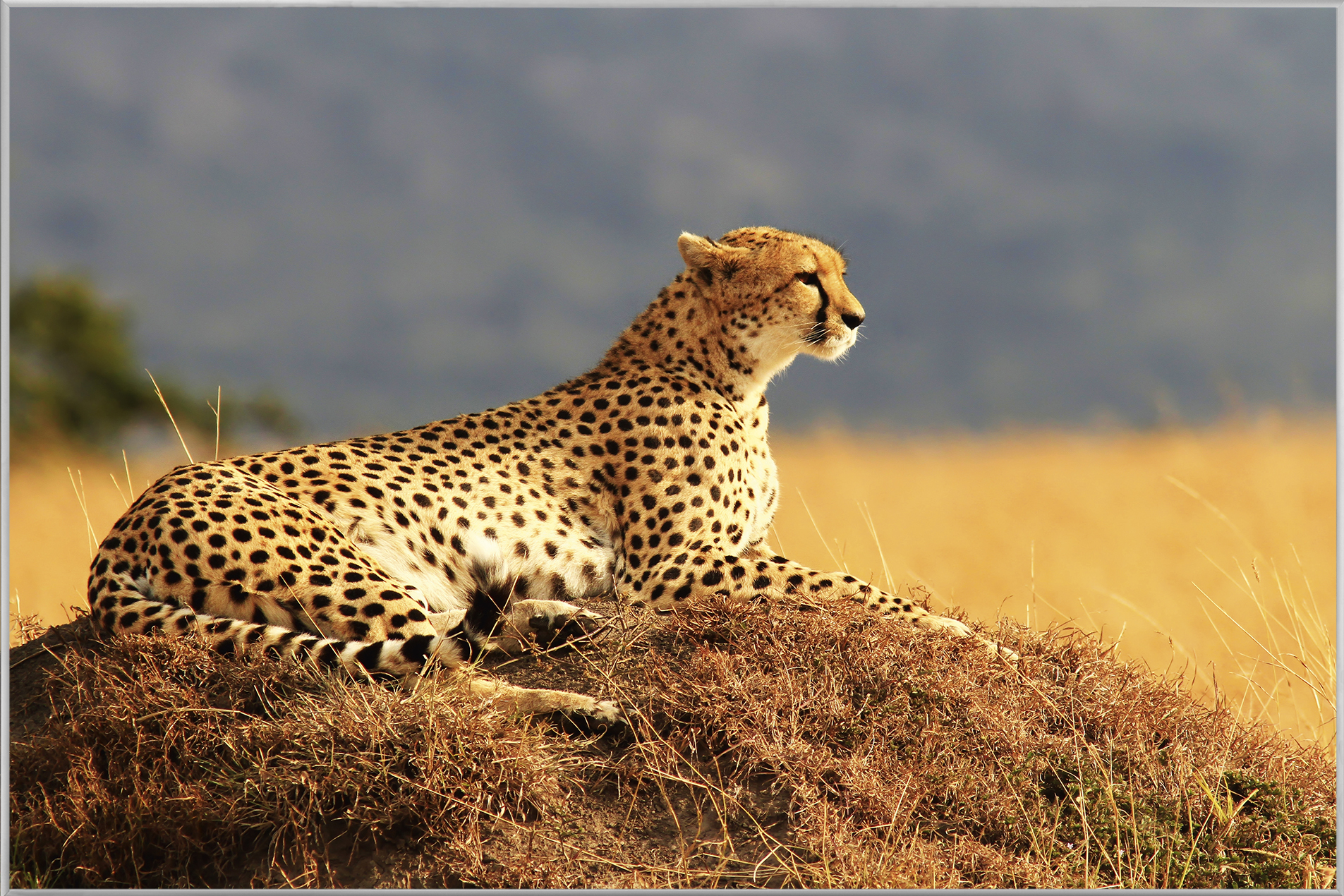 Bild mit Rahmen-Gepard-image LAND