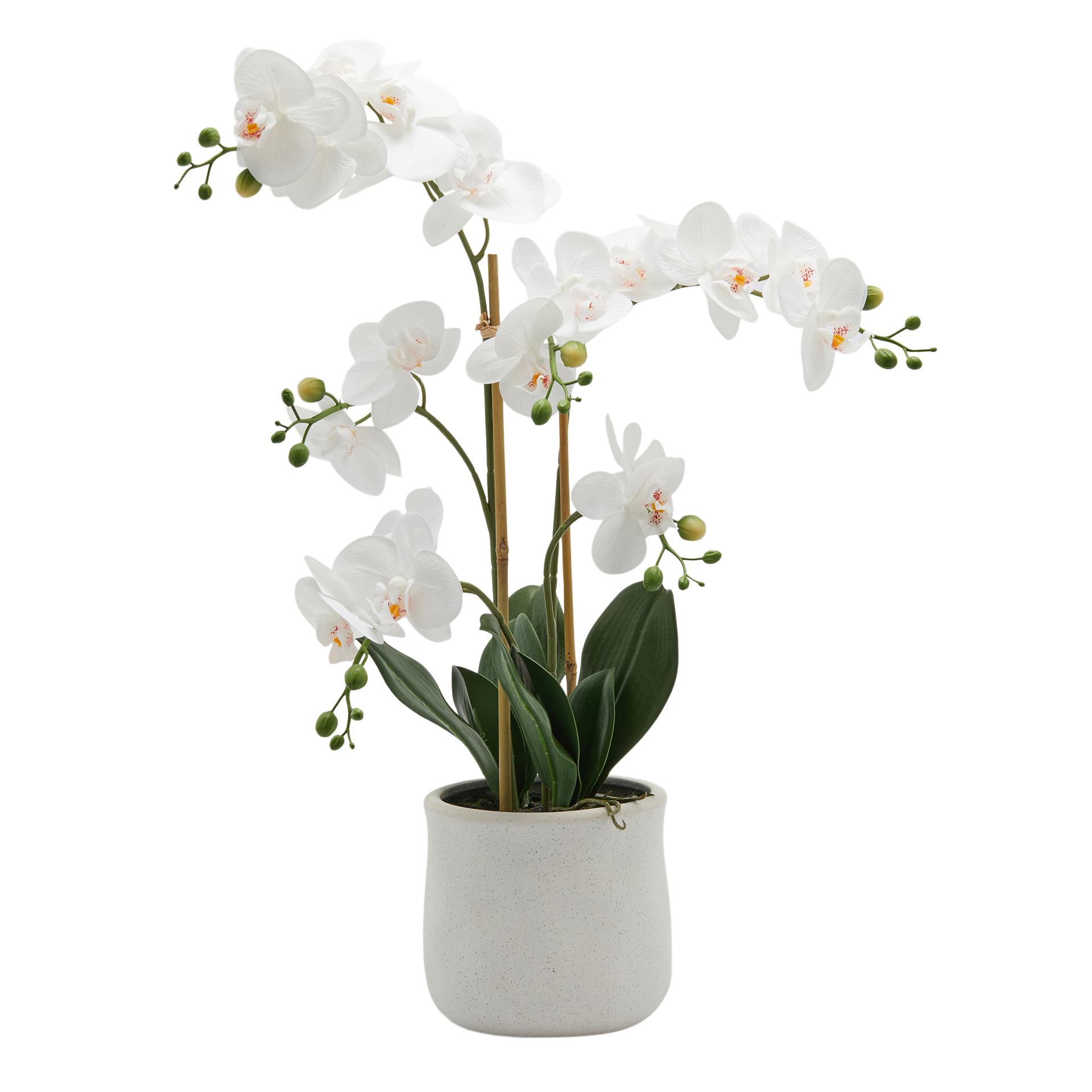 Edg Kunstpflanze Orchidee im Topf H: 65 cm  | Schubiger Möbel