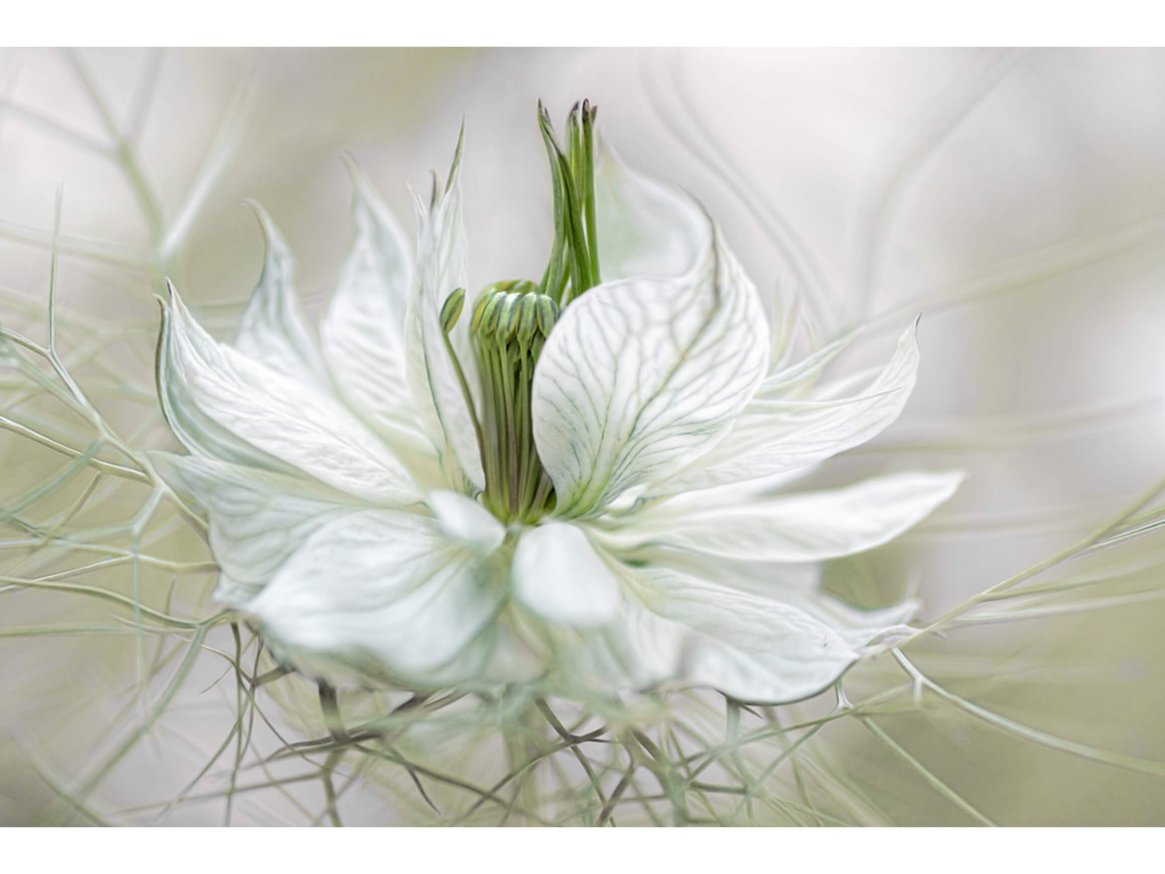 Bild Nigella