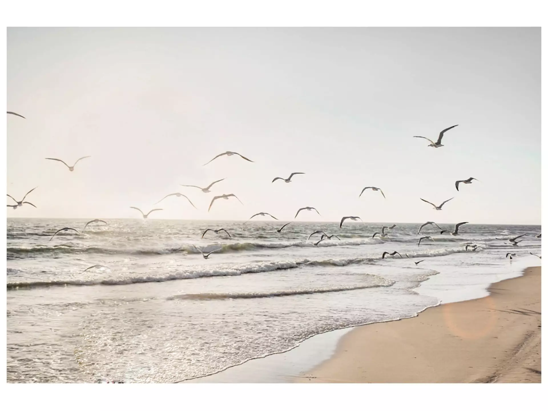Digitaldruck auf Glas Möwen Über Dem Meer image LAND / Grösse: 120 x 80 cm