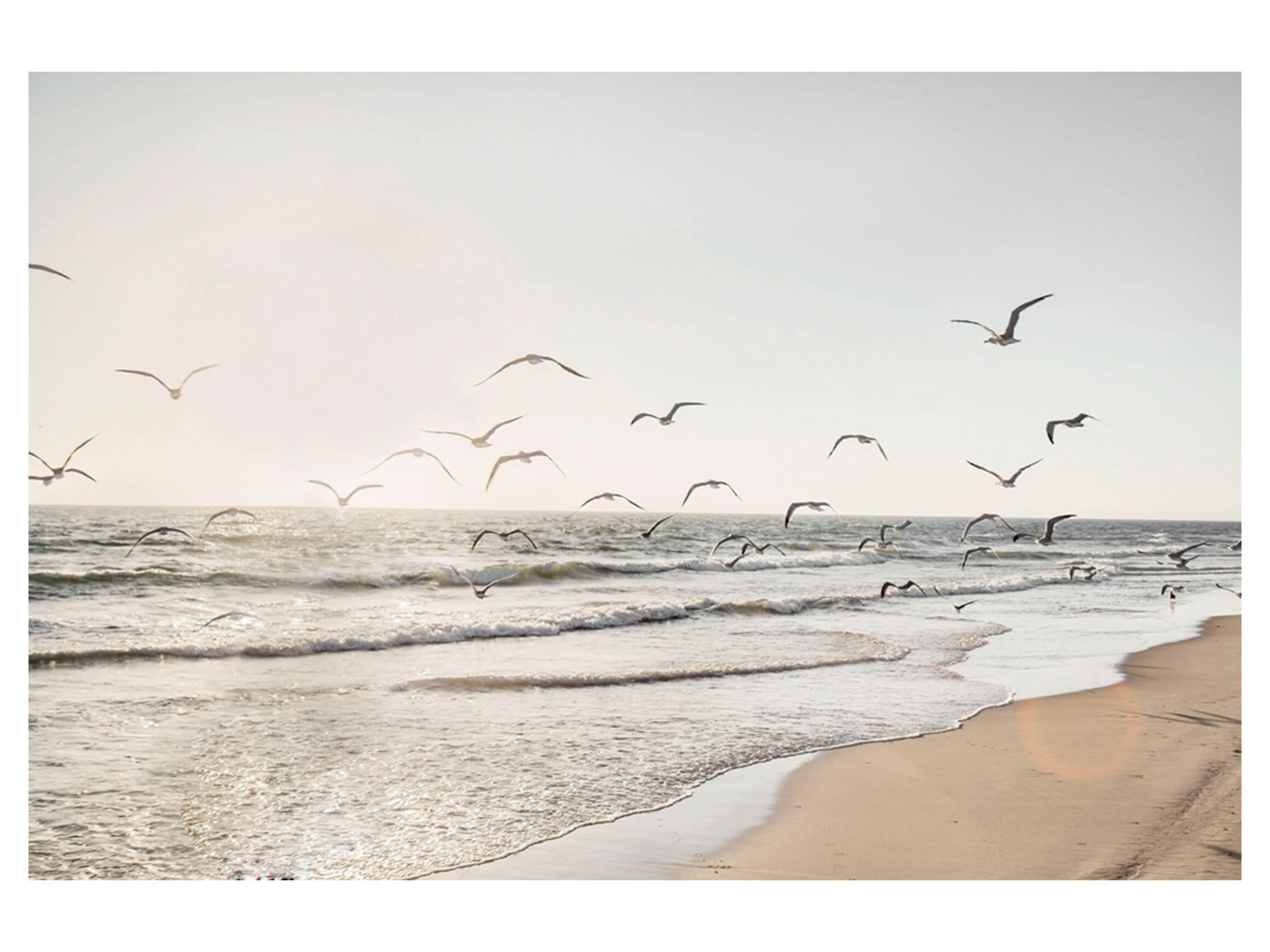 Digitaldruck auf Glas Möwen Über Dem Meer image LAND / Grösse: 120 x 80 cm