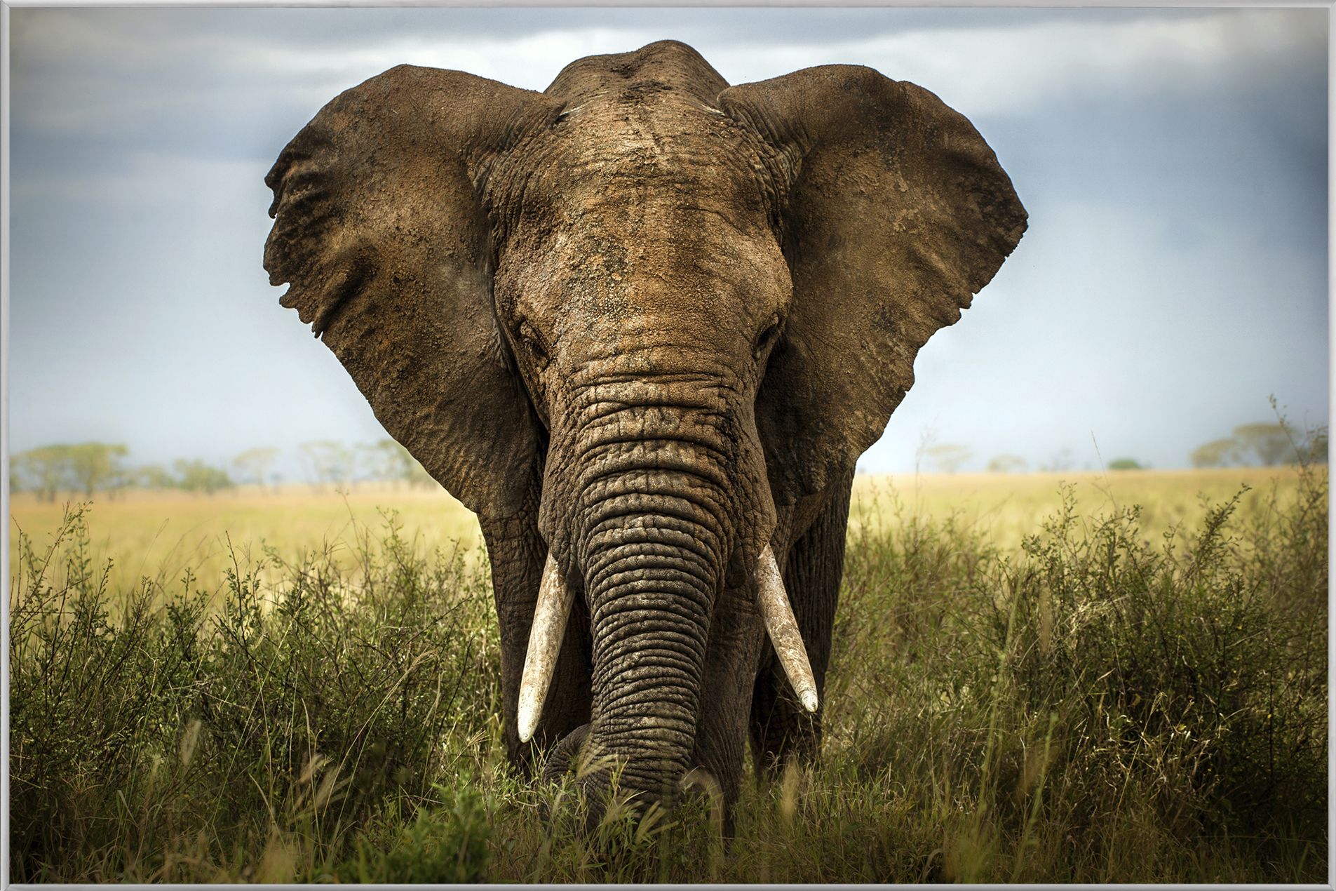 Bild mit Rahmen-Grosser Elefant-image LAND