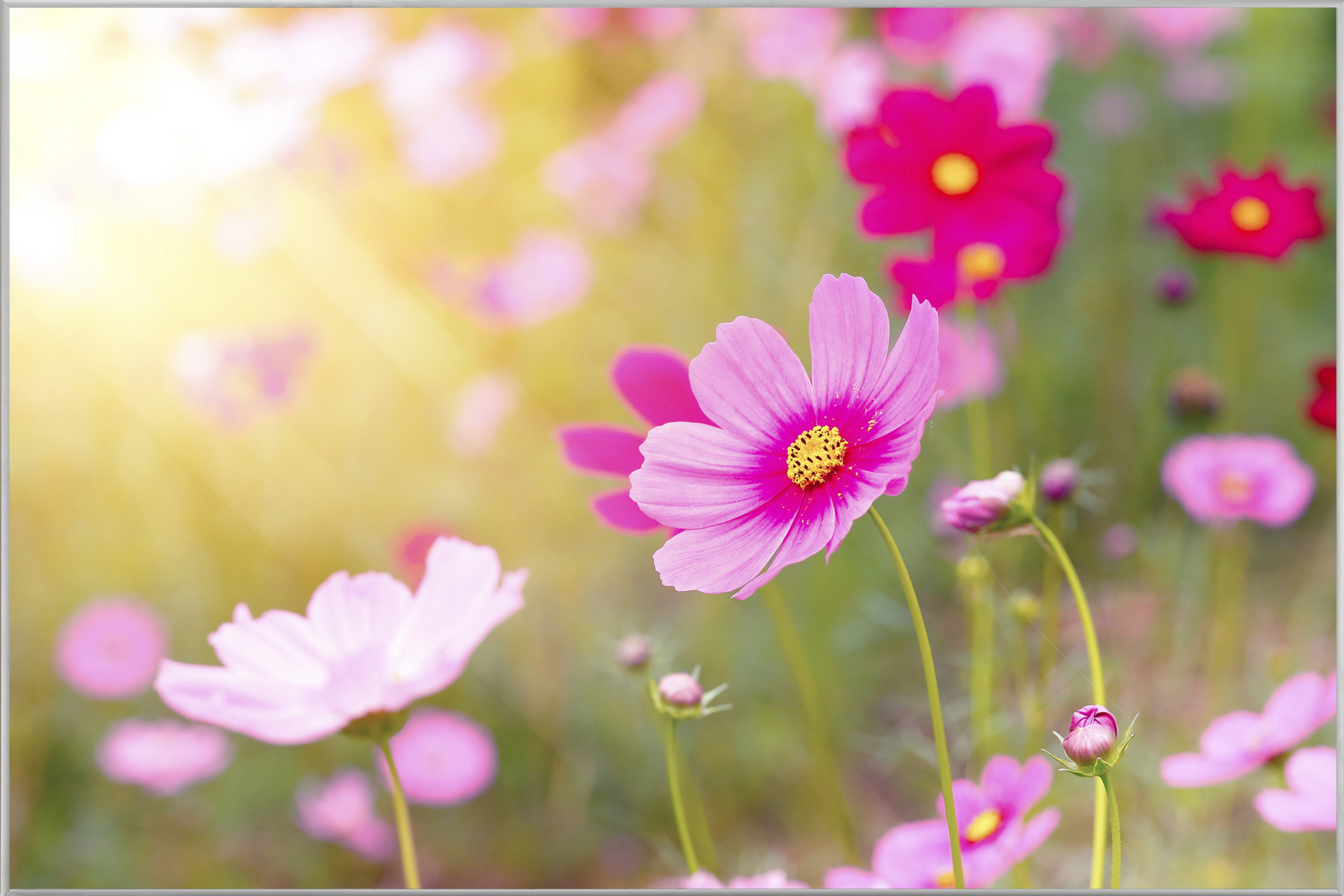 Bild mit Rahmen Zarte Rosa Blüten 2 image LAND