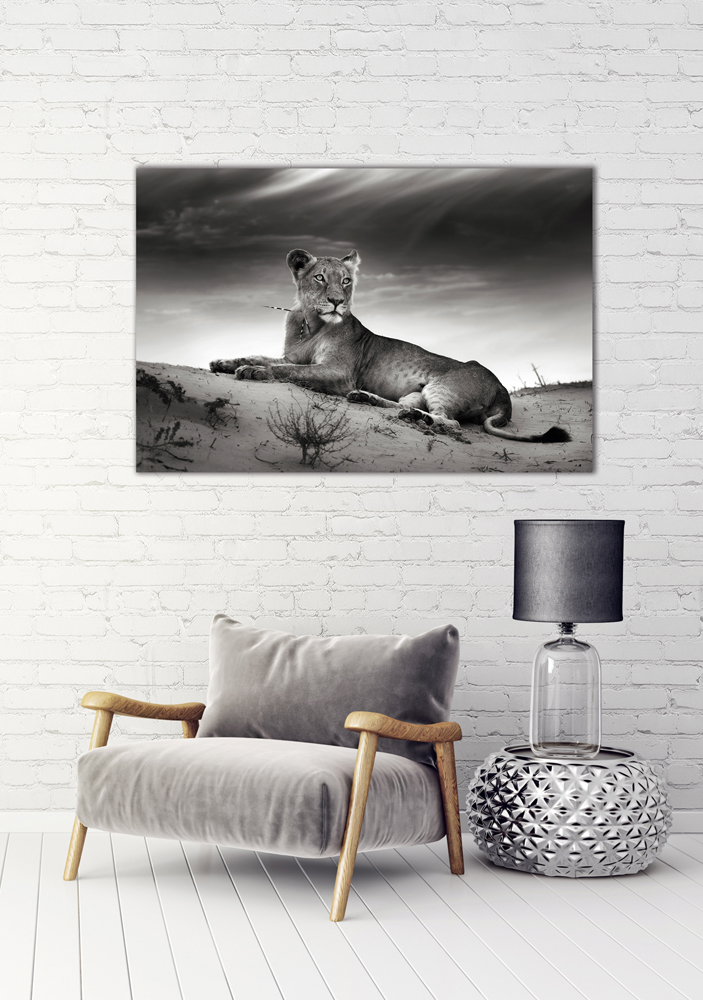 Alubild-Löwin-image LAND