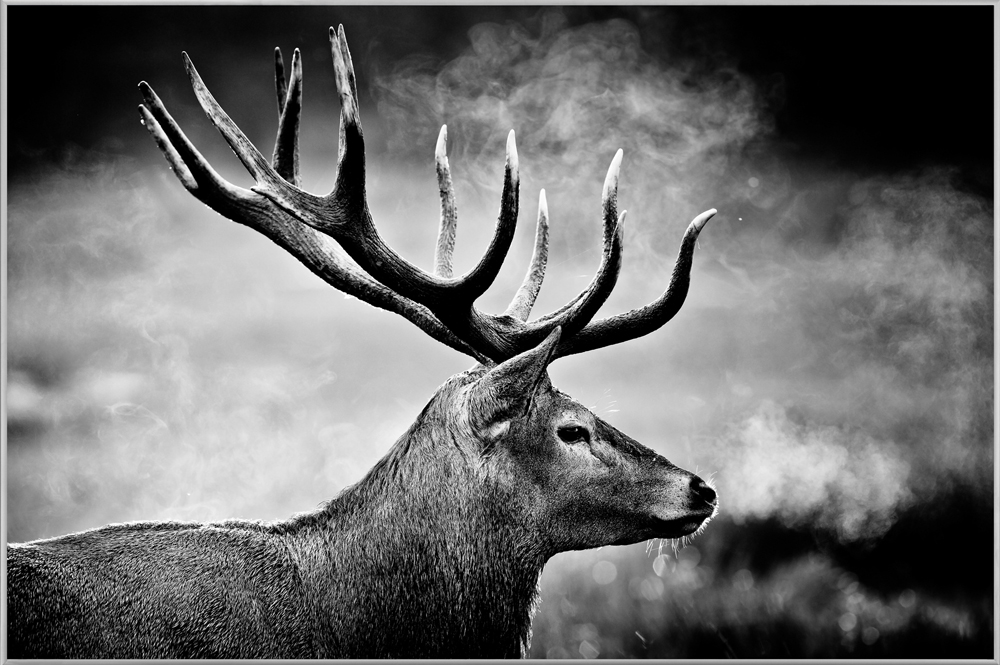 Bild mit Rahmen Hirsch in Schwarz Weiss image LAND