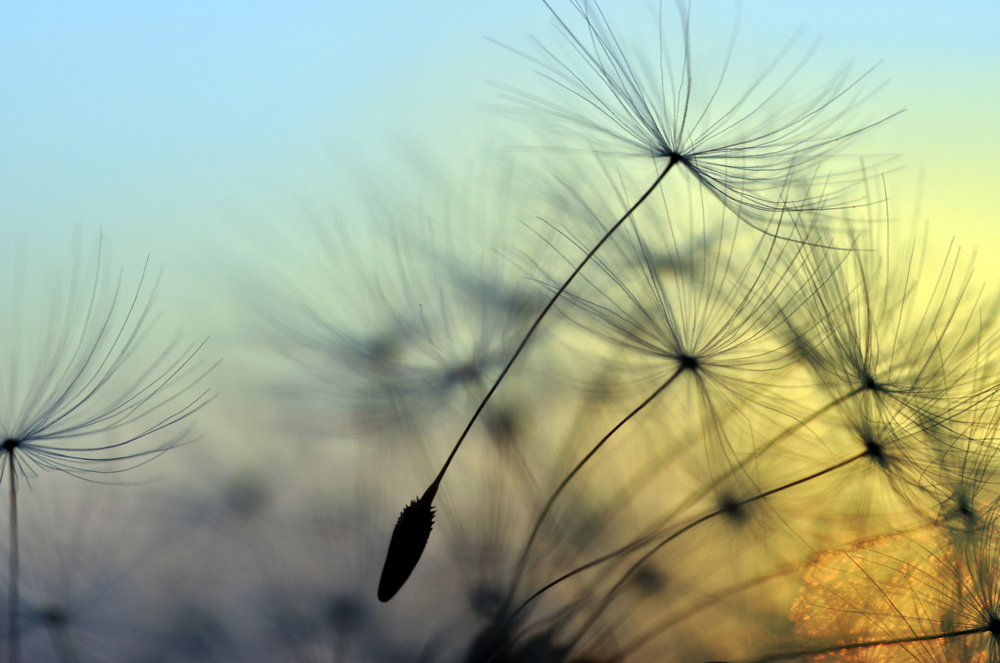 Alubild-Pusteblume 1-image LAND