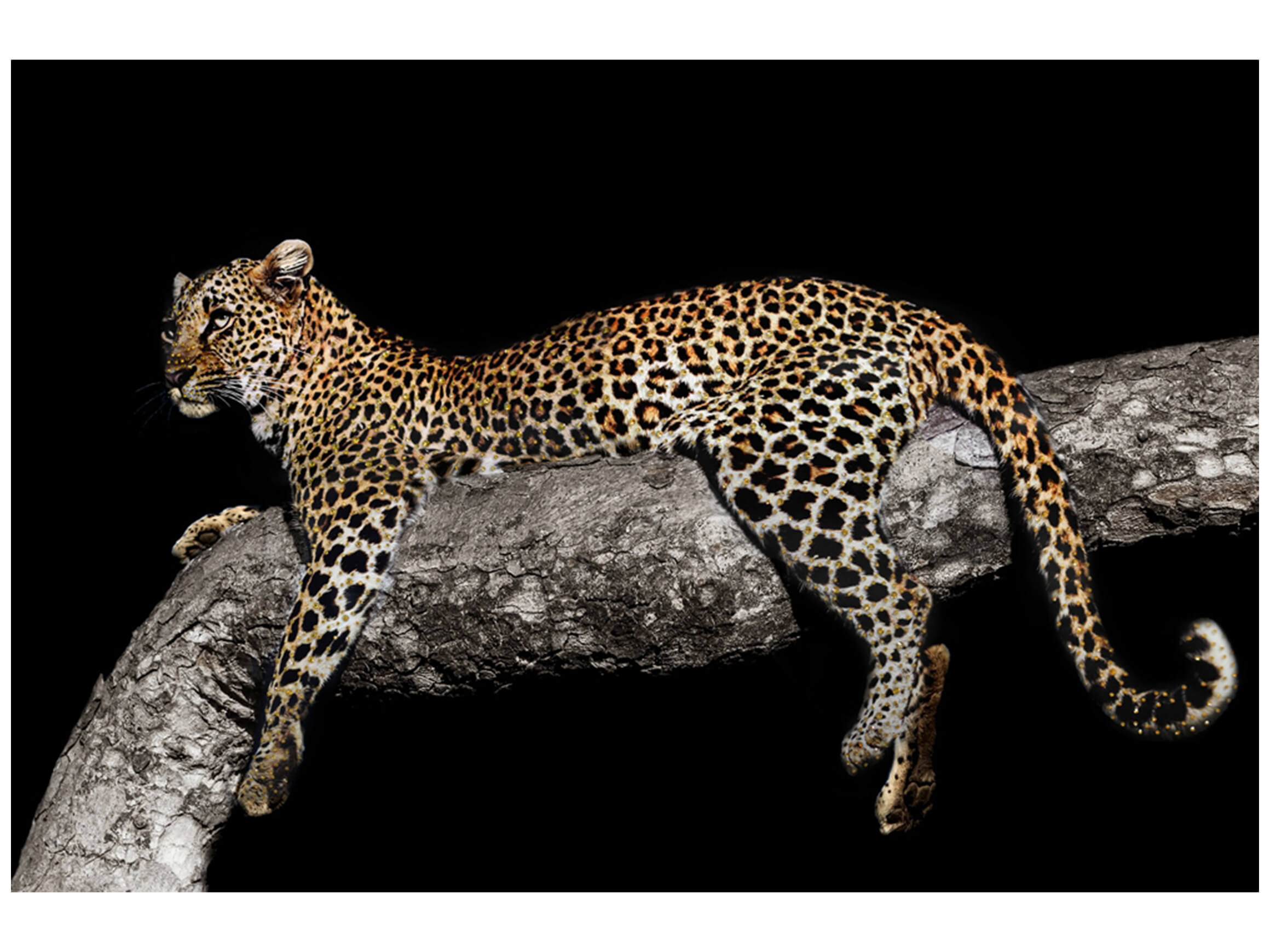 Digitaldruck auf Glas Leopard Auf Ast image LAND