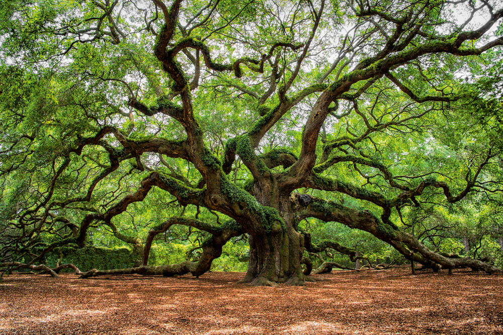 Alubild-Verzweigter Baum-image LAND